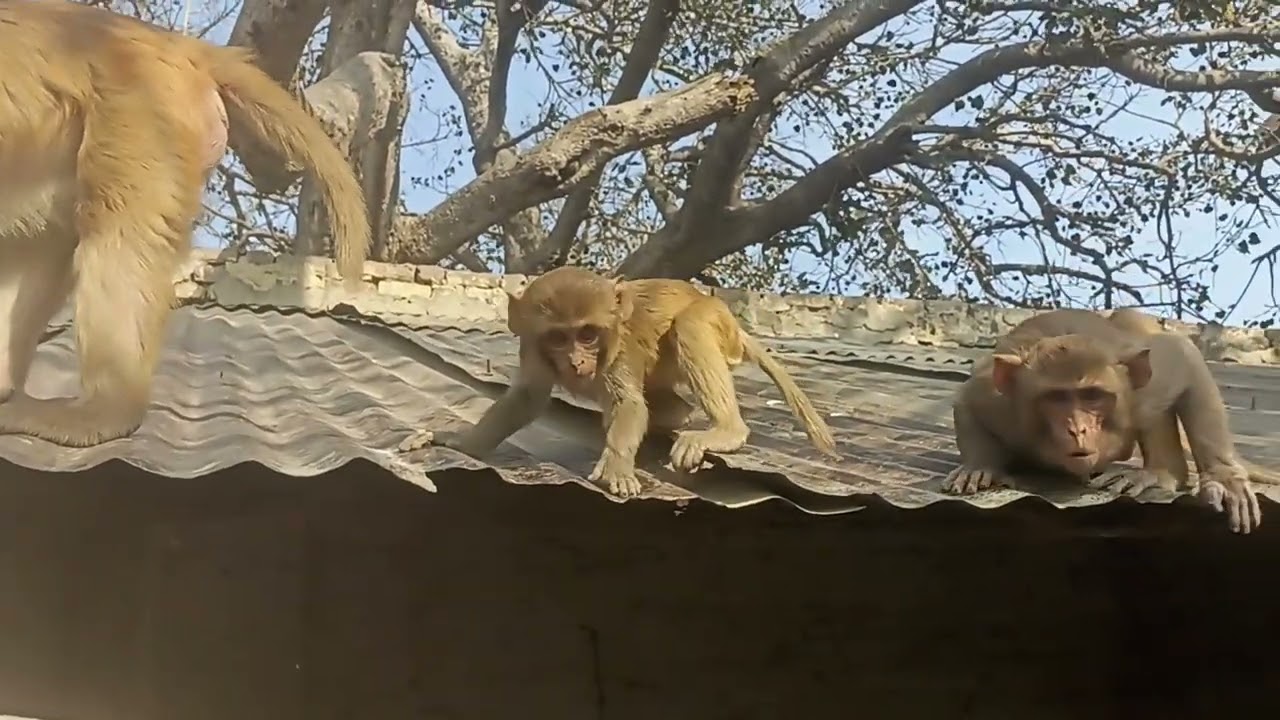 My mini blog 17 🐒🌴🥰 #monkey #monkeyvideo #funny