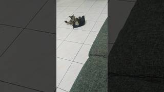 Senandung Bahagia    rizkyfebian