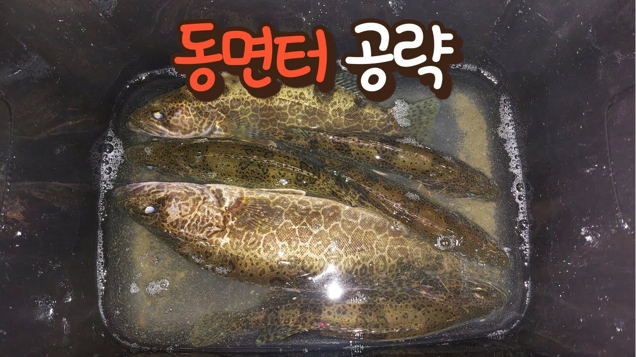 갑천 쏘가리 동면터 시작