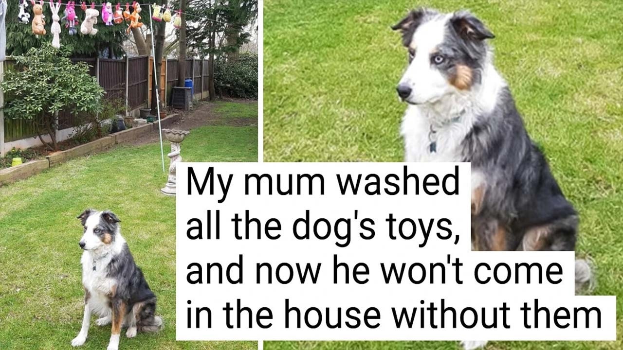 Endearingly Derpy Animals That Can Brighten Even The Worst Day