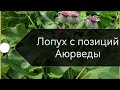 Лопух с позиций Аюрведы!)
