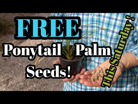 Video: Ponytail Palm Seeds oogsten: leer over de voortplanting van paardenstaartpalmzaad