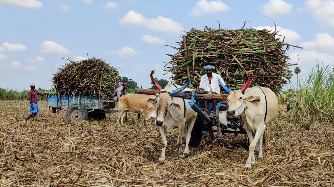 Indian Young Bullock Cart Fully Load Riding | New Young Buffalo