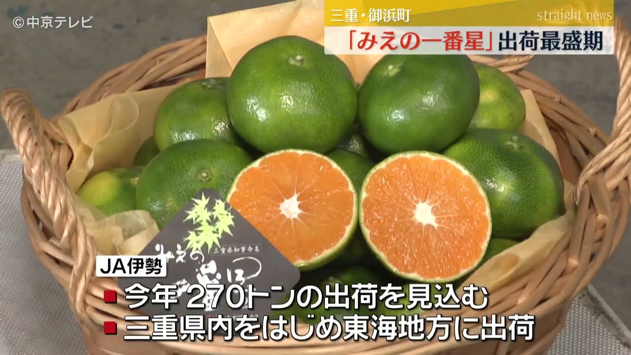 超極早生】温州ミカン「みえの一番星」の出荷最盛期 三重・御浜町