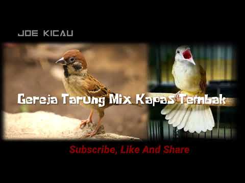 MASTERAN GEREJA TARUNG MIX KAPAS TEMBAK 💯% DISUKAI JURI