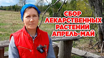КАКИЕ ЛЕКАРСТВЕННЫЕ РАСТЕНИЯ СОБИРАЮТ ВЕСНОЙ ДЛЯ ФИТОЛЕЧЕНИЯ @natureMarusya