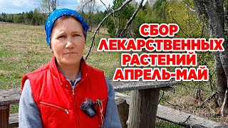 Какие Лекарственные Растения Собирают Весной Для Фитолечения @Naturemarusya