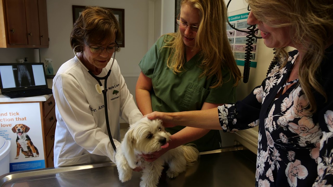 Maple Lane Veterinary Clinic Short Weyers Cave, VA YouTube
