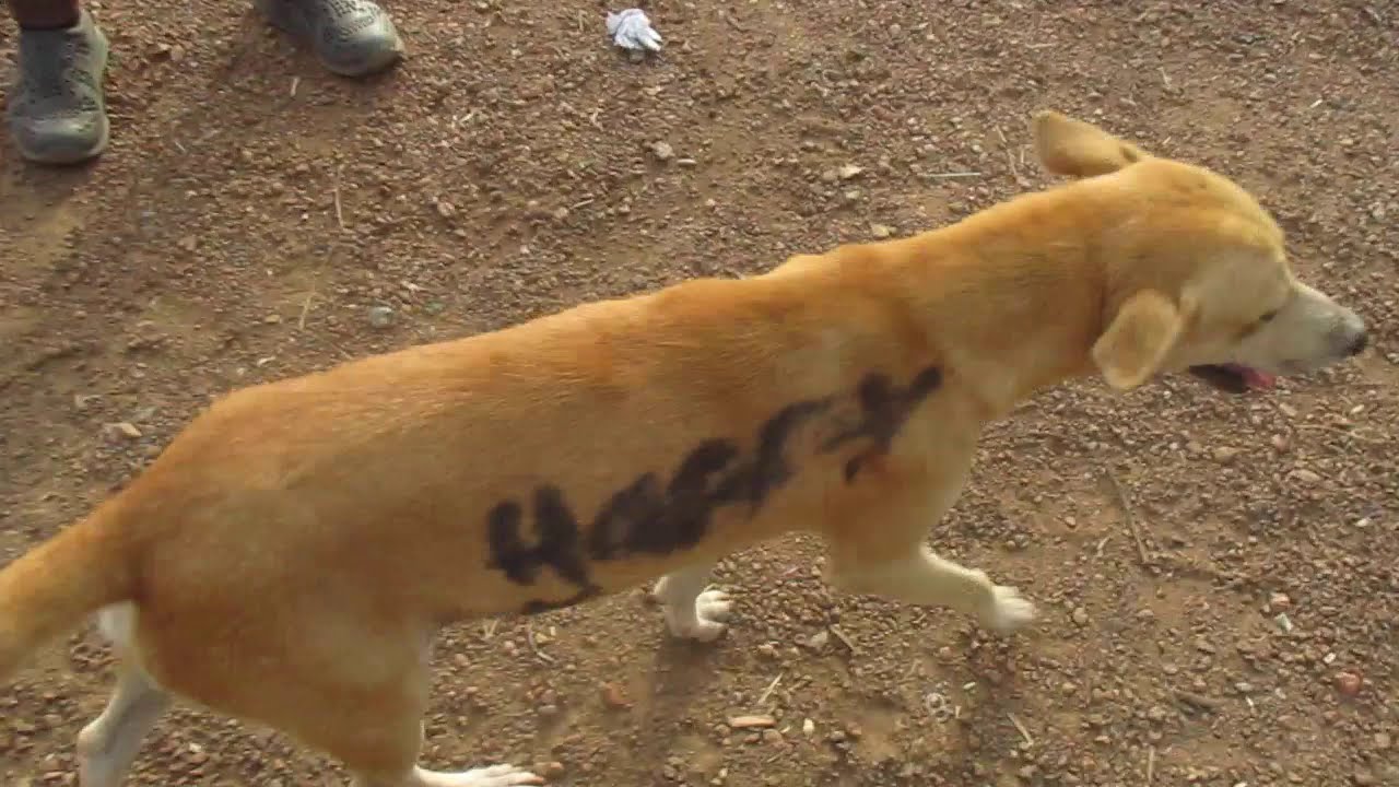 Liberian Happy Dog