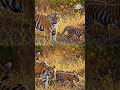 Not all Tigers are Alone | A Mother’s World  #animals #wildlife #animalfacts