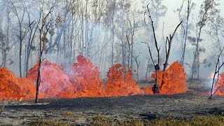 Lava Flows Through Forest In Hawaii