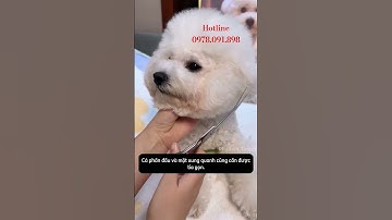 Bộ kéo cắt tỉa lông thú cưng nha ba mẹ #ticipet #pets #cat #meo #dog #petshop #mèo #animals #cute