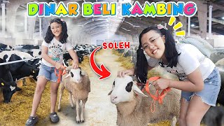 DINAR PANIK NGEJAR KAMBING YANG KABUR BUAT KURBAN😱🤣 #viral #trending