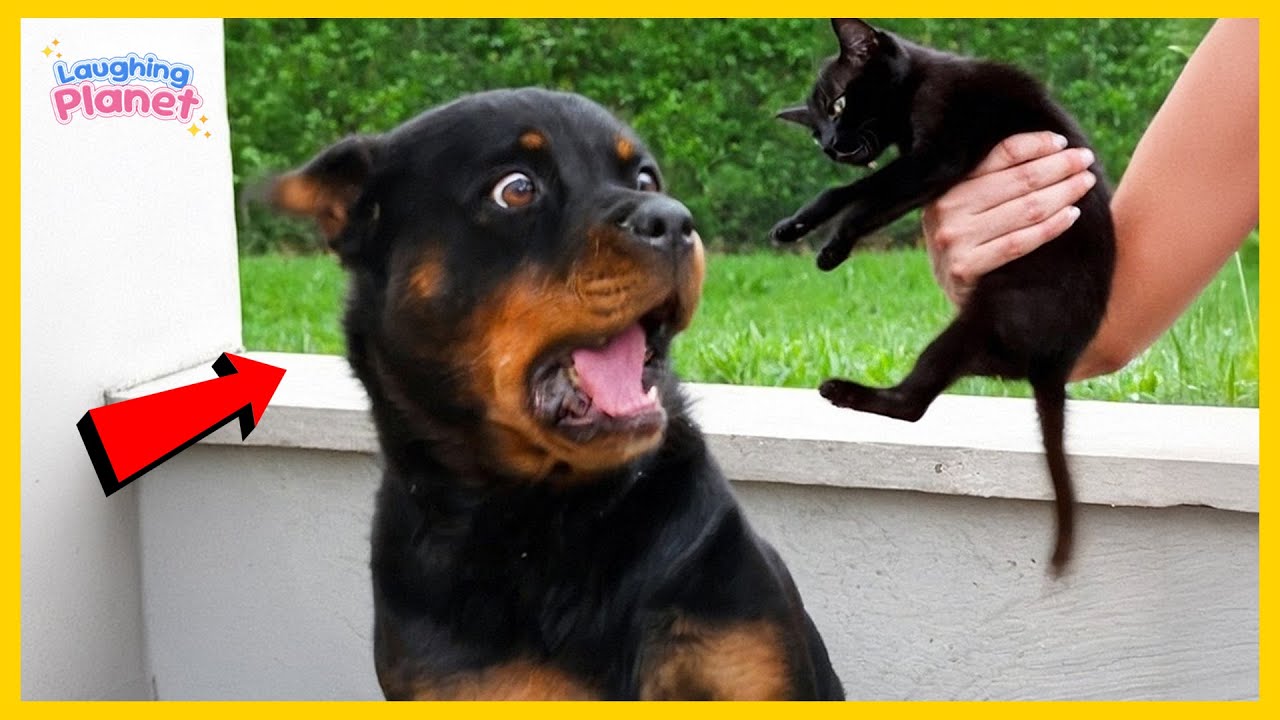 🐕🤯Вы не сможете перестать смеяться над этими собаками 😂 Самые смешные видео с собаками всех времен!