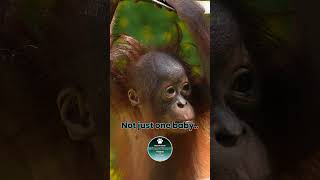 Not Just One Orangutan Baby But