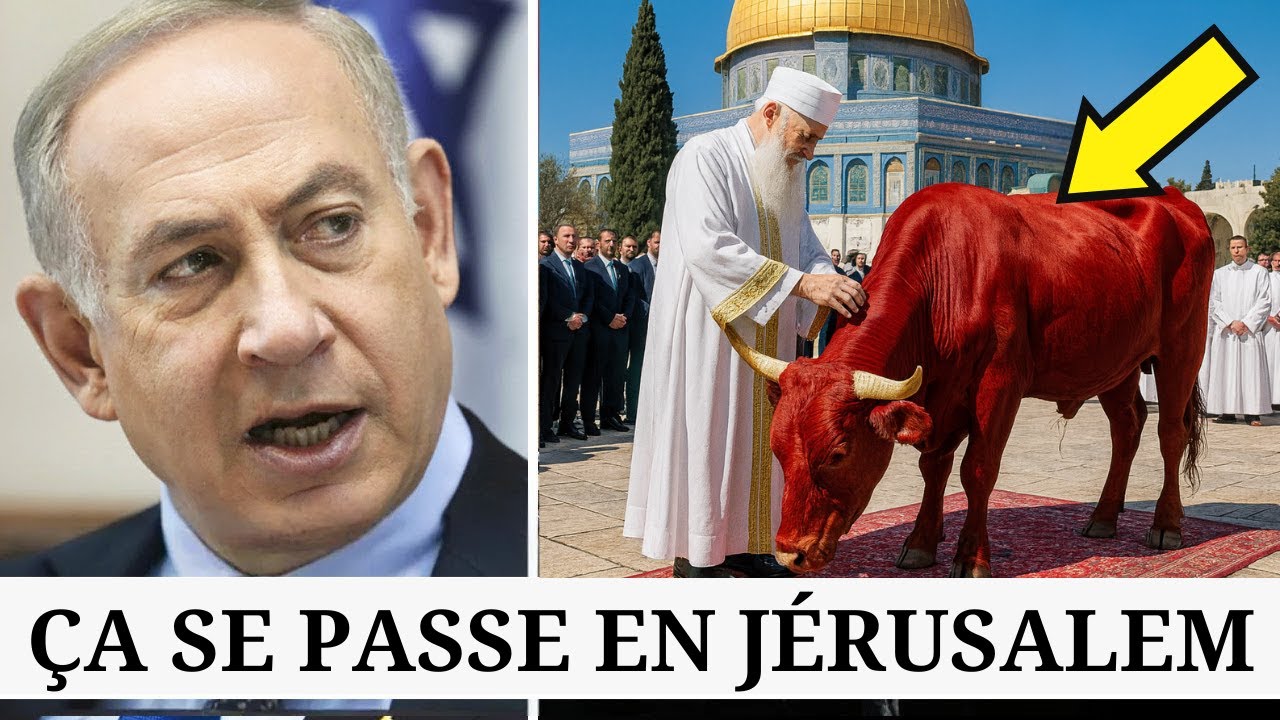 Vache Rousse RÉVÉLÉE | La construction du Troisième Temple a commencé ...