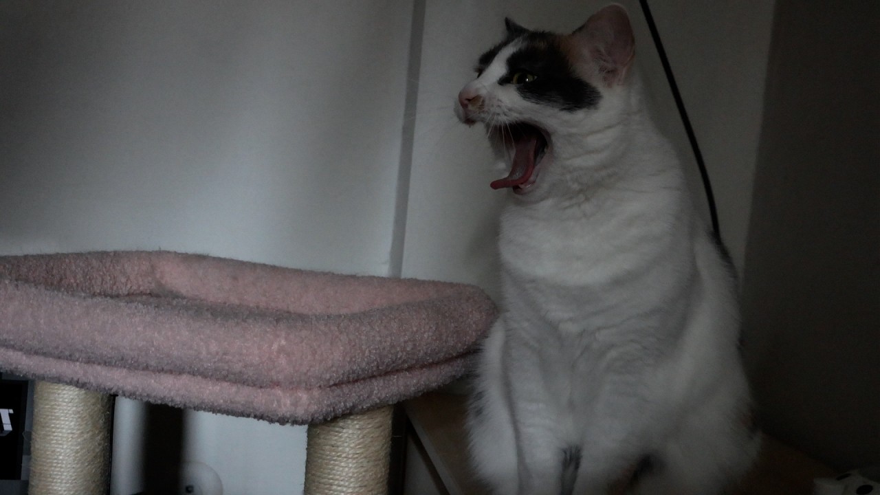 My cat wakes me up
