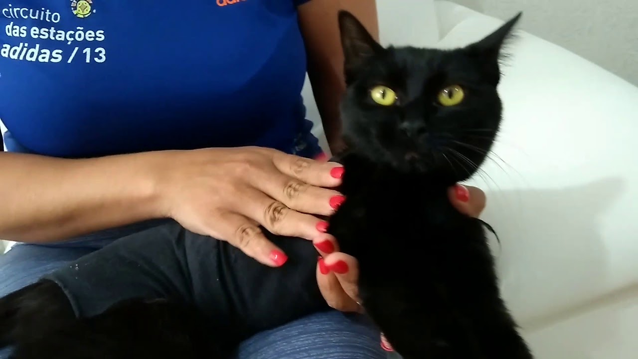 Roupa cirurgica para gato meia calça Clearance