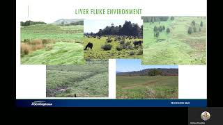 Liver Fluke in sheep and cattle