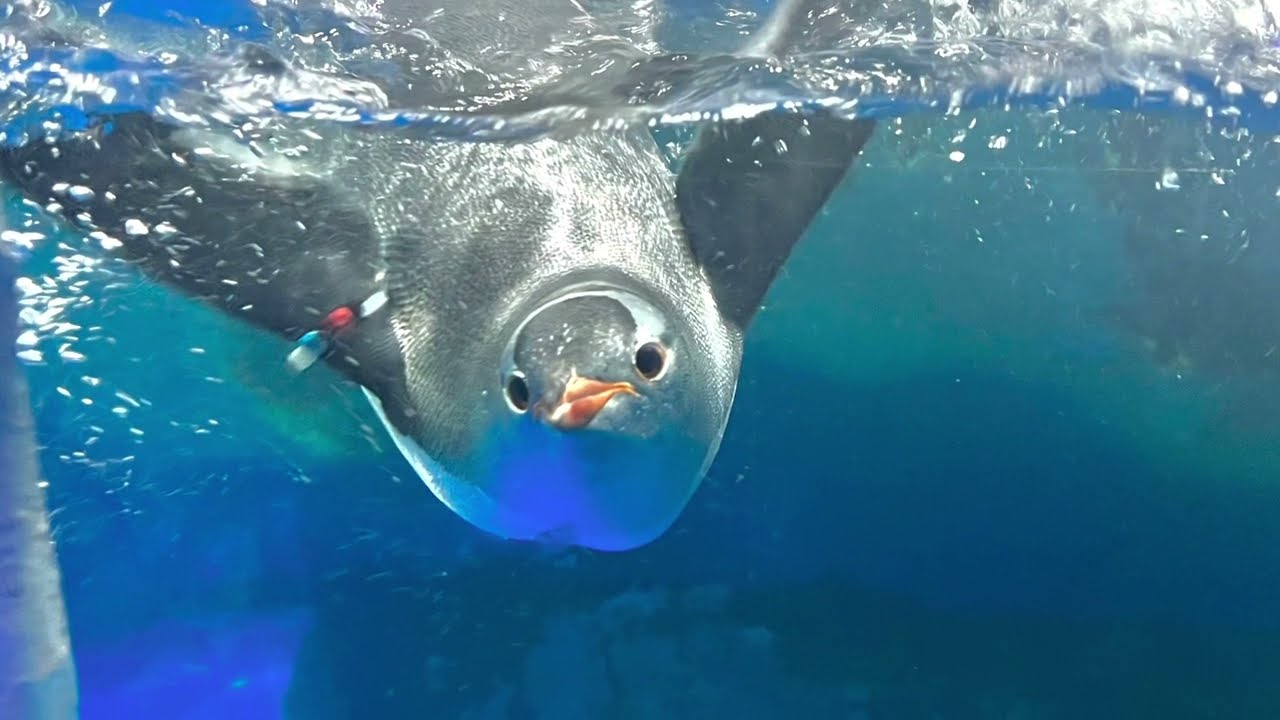 A Trip to Sea Life Kelly Tarlton Auckland NZ 2022 #kellytarlton #sealife #newzealand #nzmustdo