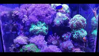 My Dream Nano Reef Marine Tank Crashed - Completely!