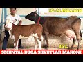 SMENTAL BUQA SIROJIDDIN No1 CHEMPION SIGIRLAR 23.MILLION ANA XOLOS XALQIM