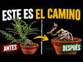 Poda de formación en BONSAI | Olmo neagari rediseño