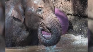 Abq Biopark Zoos Elephant Jazmine Tests Positive For Eehv