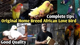 African Love Birds Sale | With Price Breeding | Beginner Tips | African Love Birds Farm Vlogs