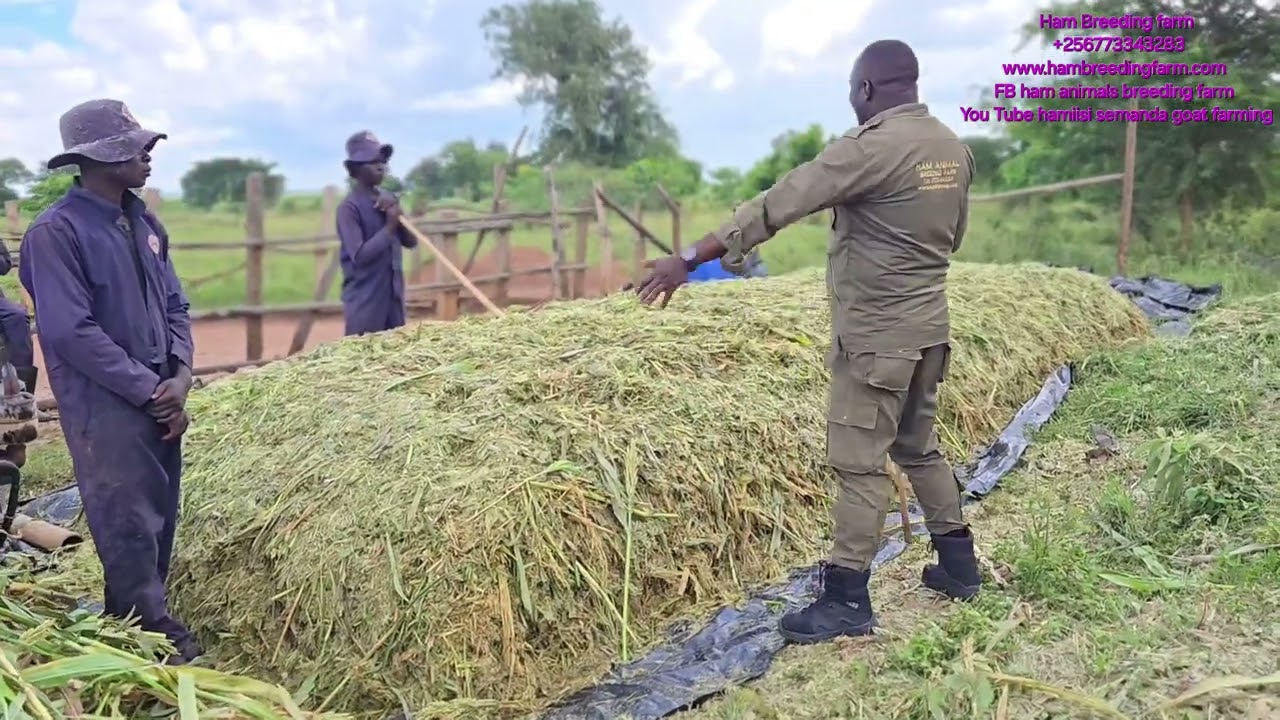 Making of surface silage ( silage making for suger graze )in the very cheap way