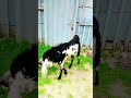 Beautiful Goat 😍🐐 #foryou #minivlog #deasert #cow #nature #travel #animals #trending