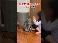 ライバルが強大過ぎる猫　#猫　#すずつむふう 　#キジトラ　#茶トラ