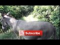 Animal world Donkey at farmhouse || Animal Top