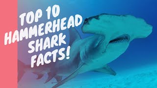 The Hammerhead Shark: 10 Incredible FACTS You NEED To Know!