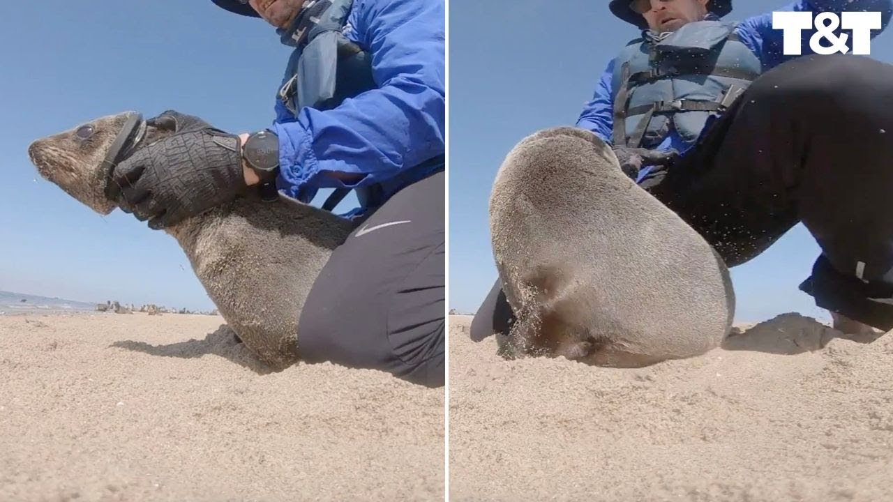 Seal Almost Bites Man Where It Hurts During Rescue YouTube