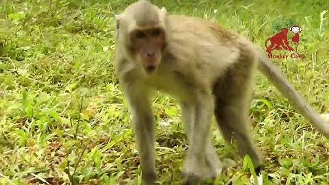 Ghetto Monkey Eating Bananas (Funny Voiceover)
