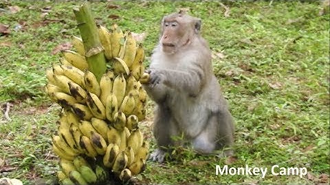 Ghetto Monkey Eating Bananas (Funny Voiceover)