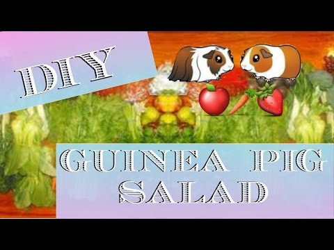 Como fazer uma salada cobaia!