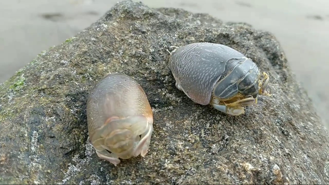 La mejor carnada( cebo) para la pesca de corvinas ,lornas,lenguados ...
