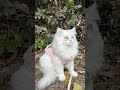 🐈𝙝𝙖𝙫𝙚 𝙖 𝙣𝙞𝙘𝙚 𝙙𝙖𝙮 🐕🐩