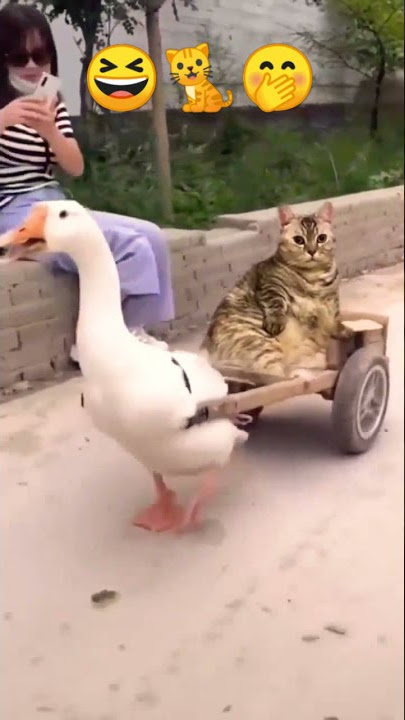 Jalan-jalan naik dokar angsa 🤭😆 #angsa #kucing #dokar