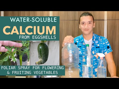 Video: Calcium Foliar Spray - Paggawa ng Calcium Spray Para sa Mga Halaman