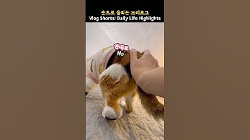 22세 노묘의 퍼펙트한 하루 마무리_ 22-Year-Old Senior Cat’s Perfect Day!
