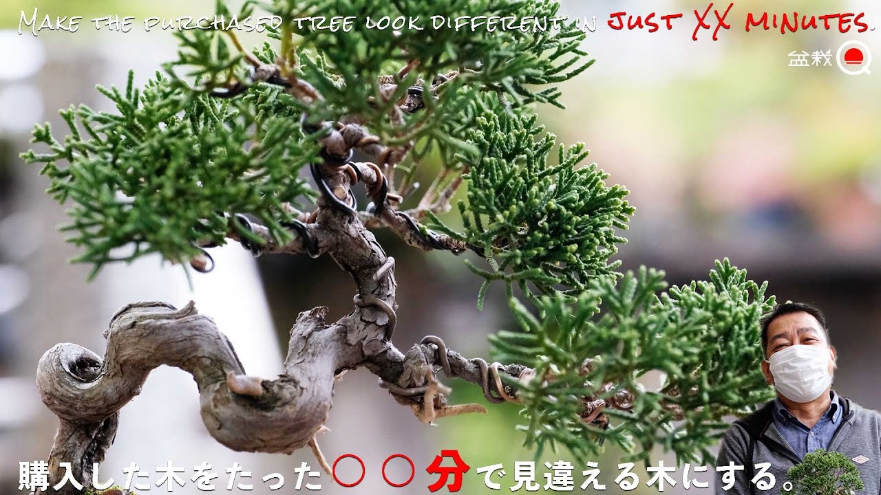 A tree purchased in just ○ minutes becomes a bonsai. RTA [Bonsai