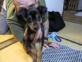 Nelson's puppy play （ネルソンの子犬遊び）
