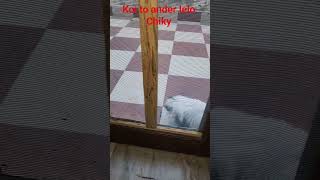 chiky presan h #cute