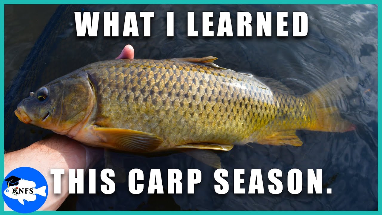 5 Carp Fishing Tips & Creek Fish Feeding Frenzy on Peanut Butter Bait