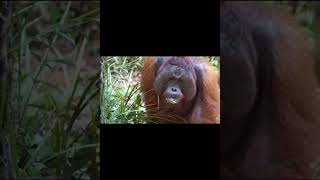 Aggravated Male Orangutan.