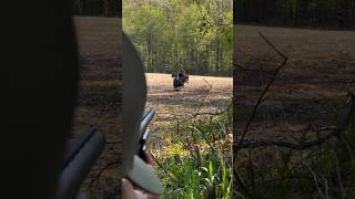 Индейка 🦃 Охота с дробовиком, очень близкий, красивый выстрел #hunting #chasse #загоннаяохота