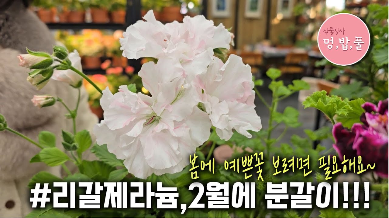 리갈제라늄,겨울분갈이 #리갈겨울분갈이